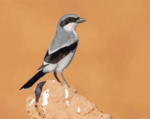 Aesthetic Loggerhead Shrike Paint By Numbers