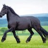 Aesthetic The Black Stallion Paint By Numbers