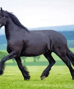 Aesthetic The Black Stallion Paint By Numbers