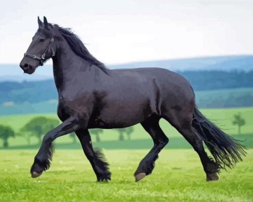 Aesthetic The Black Stallion Paint By Numbers