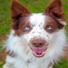 Blue Eyes Brown Border Collie Paint By Numbers