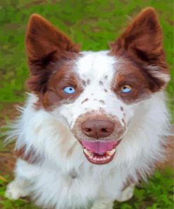 Blue Eyes Brown Border Collie Paint By Numbers