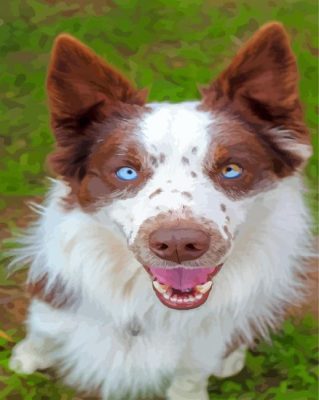 Blue Eyes Brown Border Collie Paint By Numbers