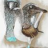 Blue Footed Boobie Paint By Numbers