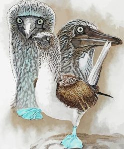 Blue Footed Boobie Paint By Numbers