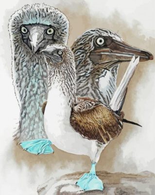 Blue Footed Boobie Paint By Numbers