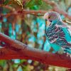 Blue Parakeet On Branch Paint By Numbers