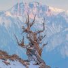 Bristlecone Pine Tree In Winter Paint By Numbers