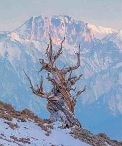 Bristlecone Pine Tree In Winter Paint By Numbers