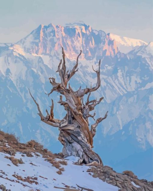 Bristlecone Pine Tree In Winter Paint By Numbers