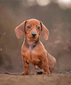 Cute Mini Dachshund Paint By Numbers