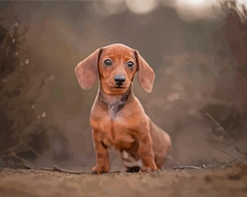 Cute Mini Dachshund Paint By Numbers