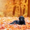 Flat Coated Retriever Fall Leaves Paint By Numbers