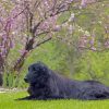 Flat Coated Retriever Sitting Paint By Numbers