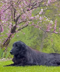 Flat Coated Retriever Sitting Paint By Numbers