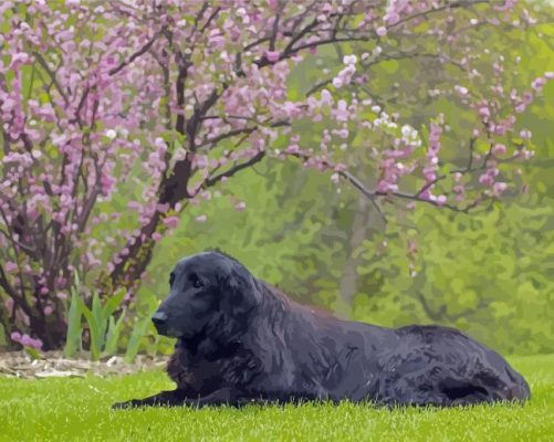 Flat Coated Retriever Sitting Paint By Numbers