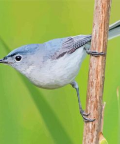 Gobemoucheron Grey Bird Paint By Numbers