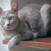 Grey Korat Cat Paint By Numbers