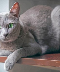 Grey Korat Cat Paint By Numbers