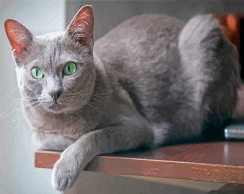 Grey Korat Cat Paint By Numbers