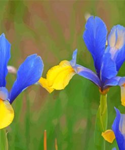 Growing Bloom Blue Irises Paint By Numbers