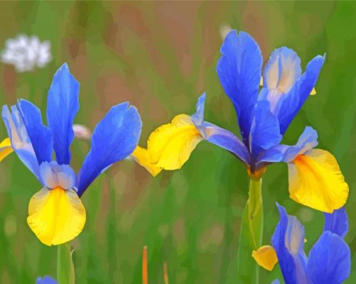 Growing Bloom Blue Irises Paint By Numbers