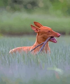 Pharaoh Hound Paint By Numbers