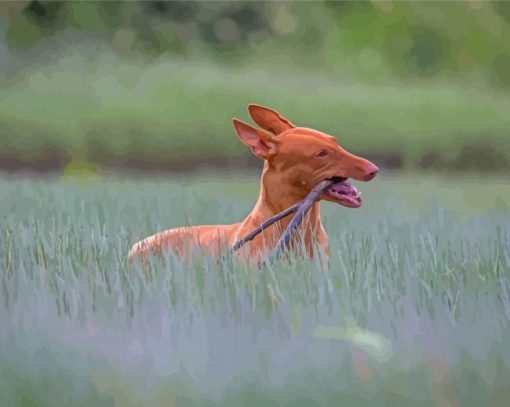 Pharaoh Hound Paint By Numbers