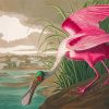 Pink Audubon Bird Paint By Numbers