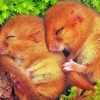 Sleepy Dormouse Paint By Numbers