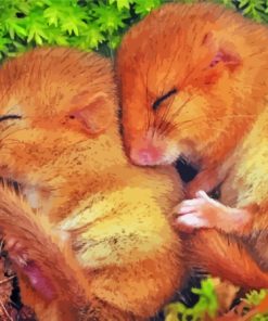 Sleepy Dormouse Paint By Numbers