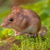 Small Field Mouse Paint By Numbers