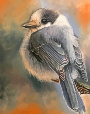 Whiskey Jack Bird Art Paint By Numbers