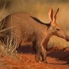 Aardvark Paint By Numbers