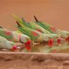 Alexandrine Parakeets Drinking Water Paint By Numbers