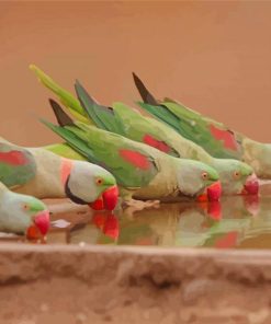 Alexandrine Parakeets Drinking Water Paint By Numbers