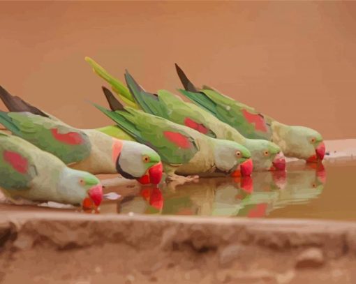 Alexandrine Parakeets Drinking Water Paint By Numbers