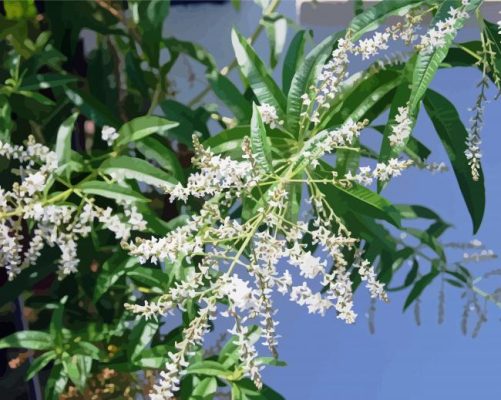 Aloysia Plants Paint By Numbers