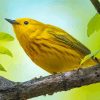 American Yellow Warbler On Tree Branch Paint By Numbers