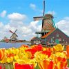 Amsterdam Zaanse Schans Tulips Paint By Numbers