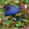 Australasian Swamphen Paint By Numbers