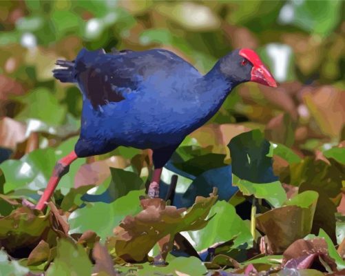 Australasian Swamphen Paint By Numbers