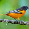 Baltimore Oriole Paint By Numbers