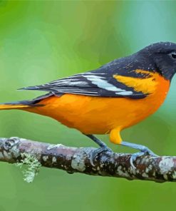 Baltimore Oriole Paint By Numbers