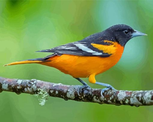 Baltimore Oriole Paint By Numbers