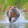 Bear Animal Running In Water Paint By Numbers