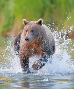 Bear Animal Running In Water Paint By Numbers