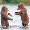 Bear Cubs In Water Paint By Numbers