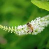 Bee On Aloysia Flowers Paint By Numbers