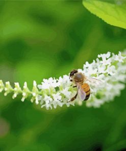 Bee On Aloysia Flowers Paint By Numbers